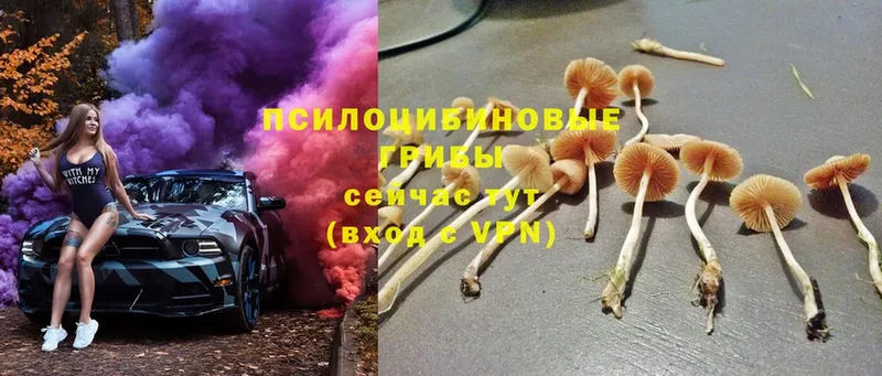 Галлюциногенные грибы Psilocybe  закладки  Калач-на-Дону 